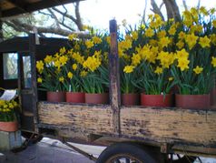 Mother Lode Daffodil Show