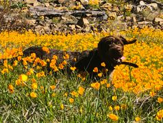 Dogs Play in Calaveras County, too!