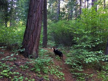 Dogs Play in Calaveras County, too!