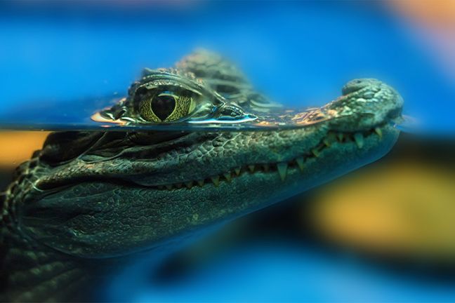 Lurking Liabilities: Are Floridians Responsible for Damages Caused by Alligators on Their Property?