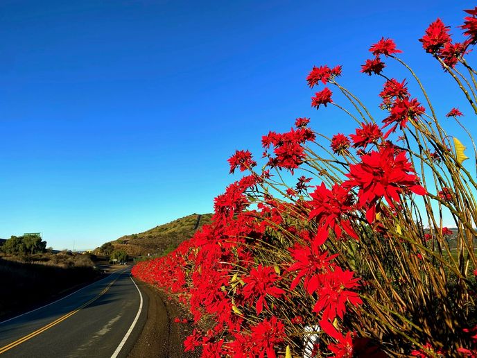 BLOG: Plan a Winter Road Trip in Camarillo